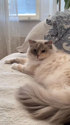 Sweetheart 🦋 . . . #fjaril202508 #ragdoll #fjarilNoodle #splitfacecat #cat #matatabi #tortiesofinstagram❤️ | Fjärilflickans