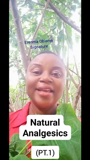 11K views · 232 reactions | Natural Analgesics #health #healthcare #analgesic #oralhealth #herbs | Healthy Living - Fight Back With Food | Facebook