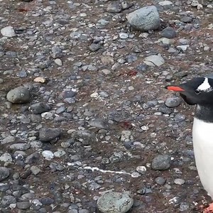 58K views · 72 reactions | Newt Gingrich on Reels | Facebook