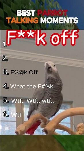 BEST PARROT Talking Moments.. Unexpected Cursing You Won't Believe!