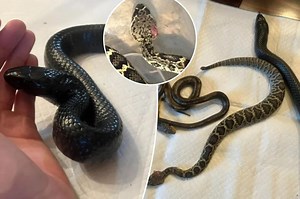 4-foot-long snake throws up two other serpents, including rattlesnake