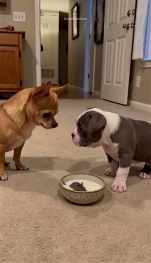 Funny Mouse Prank Goes Wrong 😂 #dog #funnydogs #pets #shortsfeed #viralshort #viral #funnyanimals