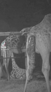 @chesterzoo Something AMAZING happened overnight in our giraffe habitat and our cameras captured every moment, enjoy! 🦒❤️ #chesterzoo #giraffe #rothschildgiraffe #wildlife #conservation | ZooBorns