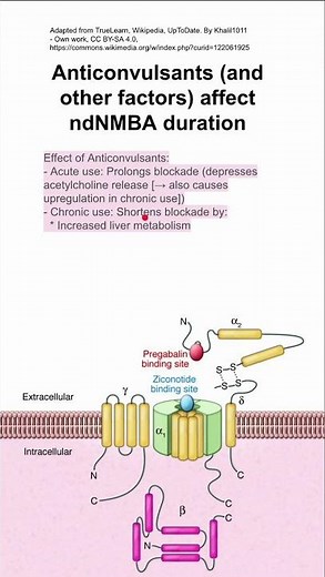 Anticonvulsants (and other factors) affect ndNMBA duration