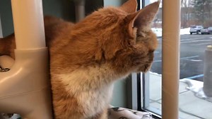 Good morning and a happy Friday from Mystery! ❤️ | Mohawk Hudson Humane Society