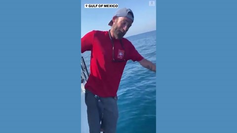 Whale shark spotted in Gulf of Mexico