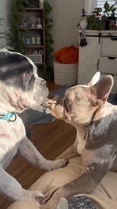 4.5K views · 109 reactions |  Calling all bulldog lovers  冀 Meet...