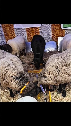 Dorper Full Blood & Cross