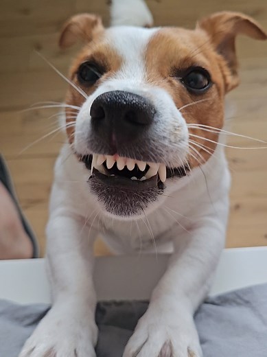 Good Morning Jack Russell Puppy Cuteness