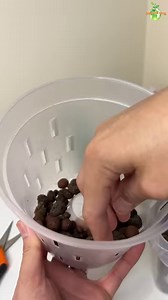 Let’s repot this orchids to LECA and follow what will happen after a few weeks of growing it in this kind of substrate. 🛒Gardening Products That I used: SELF-WATERING POTS I’M CURRENTLY USING👇 10% DISCOUNT CODE - GREENEARTH https://planterhoma.com/greenearth 💡GROW LIGHTS ✅ActiveGrowLED - https://activegrowled.com/collections/integrated-led-grow-lights/products/active-grow-integrated-dual-t8-2ft-led-grow-light-sun-white-spectrum (Use this code “THEGREENEARTH5” to get 5% discount) ✅GrowLED - ht