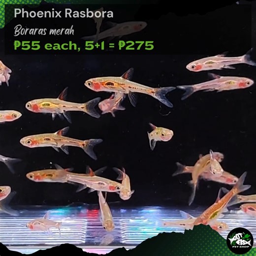 PHOENIX RASBORA | Got Fish