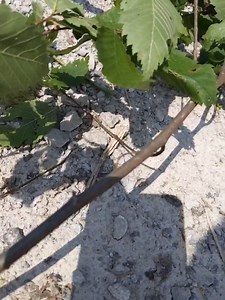 Forest Friends; Brown Inchworm. This little guy was discovered recently and we stopped to watch him moving along for a few moments. Inchworms are a larval stage of moth species called the Geometer Moth, They are actually not worms at all but caterpillars who hve legs at both ends of their bodies with no legs in the middle, thus the reason they have this type of movement. The adult lays eggs on the underside of leaves, they hatch and will molt multiple times as they grow and mature. Once develope