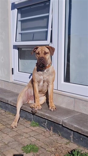 Bailey & Bullet on TikTok