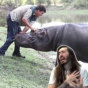 15K views · 342 reactions | Domesticating A Hippo Gone Wrong... | Penguinz0 | Facebook