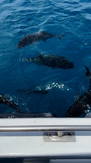 Feeding time… #greatbarrierreef #gianttrevally #commercialfishing #wildcaughtfish #sustainablefishing | Ben Blunderfield