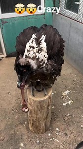 Crazy how this bad does its thing | Fool Filled Podcast