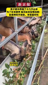 The man raises some #goats. In order to supplement nutrition, he feeds longyan to the goats. | Beijing News 新京报 | Facebook