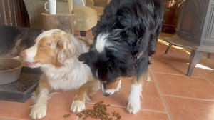 Breakfast in bed … kinda😉 Gabby has to flip some of her food out of the bowl, I guess it tastes better that way! #chowtime #emma #gabby #breakfast #crunch #aussie #australianshepherd #coupleberryfarms #offthegrid #doggo #sisters #redmerle #blacktri | Couple Berry Farms