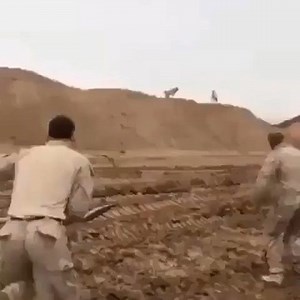 A pack of dogs harassing marines in Syria 😂 #gunophilia | Gunophilia