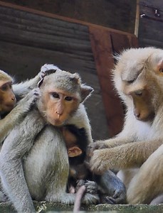 1.7K views · 359 reactions | Most Adorable monkey! really lovely monkey,mom monkey take care baby monkey to sleeping and more sweet milk. | Lovely Monkey | Facebook