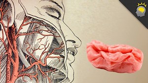 Your Brain On Gum | Howstuffworks