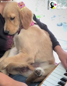 1.3K views · 98 reactions | Cómo morir de amor en 30 segundos  | LABYES SA | Facebook