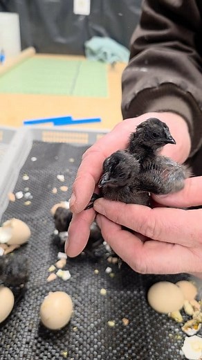 Hatching Ayam Cemani chicks. nicholscounty.com #backyardchickens #hatchingeggs #nicholscounty #cutechicks #chicks #ayamcemani #chickensoftiktok #hatchery #gqf #chickens #chickensofinstagram | Nichols County
