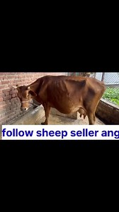 7.7K views · 93 reactions | 7006251089. Asalamualaikum hope all friends are fine ist lactation cow is looking for new home at Gangoo pulwama 7 kg milk present 39k asking price Call him for more details 7006251089. #cows #post #viralvideochallenge Follow sheep seller ang For ADD PROMOTION CONTACT 77808 37312 Thanks to all brothers who support  ❤️   | sheep seller ang | Facebook