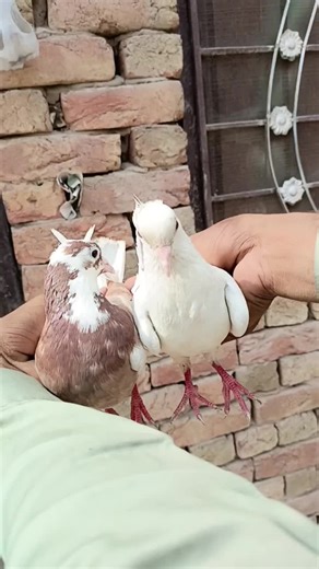 Apna_shoq_kabotr_bazi on TikTok