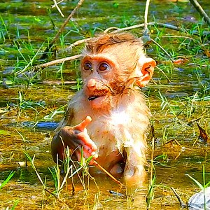 Leo going to swim, Leo waiting mom Libby and Sister Rainbow come to swim with him #libby #leo #luna #lucie #joyce #jovi #fyp | Kingdom Of Monkeys