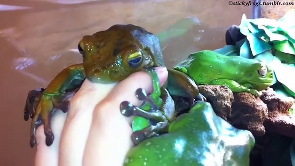Today there has been Combined Naughtiness! | Stickyfrogs