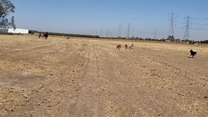 1.4K views · 267 reactions | The Lucky Ones Ranch horses are so happy!! | Lucky Ones Ranch | Facebook