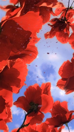 Surrounded by poppies. #spherelasvegas #wizardofoz | Dawna Hultman Whitcomb