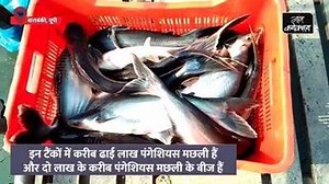टैंक में कर रहे मछली पालन, माॅडल के रूप में भारत सरकार ने पूरे देश में लागू की परियोजना। पढ़िए पूरी ख़बर... http://bit.ly/2is0baC | Gaon Connection