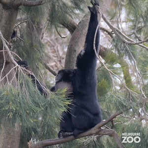 11K views · 435 reactions | The Siamangs are calling.  (Calling for you to join us this weekend at the zoo!) | Zoos Victoria | Facebook