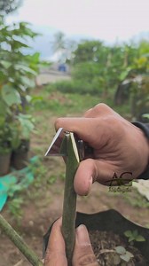 222K views · 2.7K reactions | Mango grafting techniques | whip and tongue grafting techniques #fblifestyle #manggografting #graftingtechniques #whipandtongue #gardeningtips | Abi Garden | Facebook