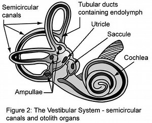 Vestibular Rehabilitation Exercise