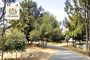 5 Bay Laurel Cuttings - Sweet Laurel Tree - Laurus Nobilis - Evergreen Herb Plant - Non-gmo - Etsy