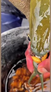 1.6M views · 7.9K reactions | Ae Việt Nam giờ cũng nuôi đẻ tốt rồi!!! #carong #arowana #dragonfish #thaihoaaquarium | Cá cảnh Thái Hòa | Facebook