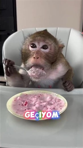 🐒😋Cute Baby Monkey Eating Strawberry Pudding
