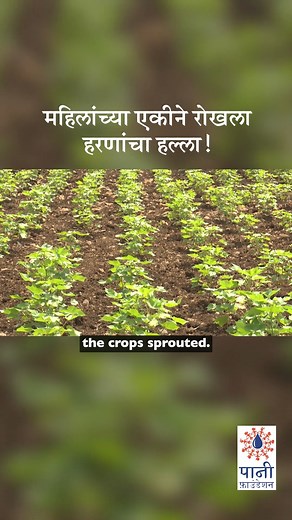 358K views · 6.3K reactions | महिलांच्या एकीने रोखला हरणांचा हल्ला! | Paani Foundation | Facebook