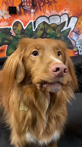 Have you ever heard a duck toller cry!??🧡🐾#Finleytheducktoller #ducktollingretriever #hfxdog | HFX DOG