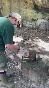 Trainings help establish a positive relationship between animals and their care team. It also allows animal staff to do voluntary health checks. Watch as Animal Care staffer Marianne and Asian small-clawed otter Hana, who is 16 years old, do their daily training, which helps make sure she's physically and mentally thriving. #KeeperTakeover | Audubon Zoo