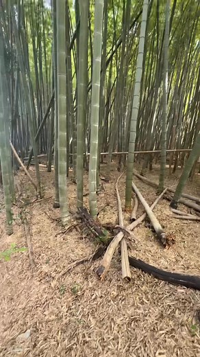 Jogging with Explore 🎌🤣 #joggingtimeing #explore #highlights #reelsviralシ #OFWJAPAN | Gelvert O. Laraño