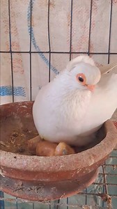 Berlin Short-Faced Tumblers pigeon | Mozumdar agro farm