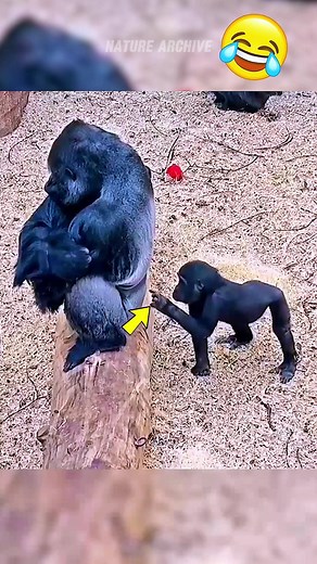 Nature Archive on TikTok