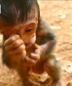 Why do monkeys have puffy eyes, so pitiful #Monkeyvideos | Monkey Smile