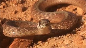 We don't usually see too many snakes moving in December, but we found this Texas Brown Snake last week. | Kerr & Mason Mountain Wildlife Management Areas - Texas Parks and Wildlife