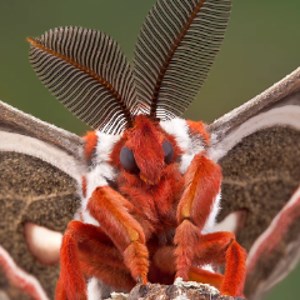 CynthiaTheMoth - Twitch