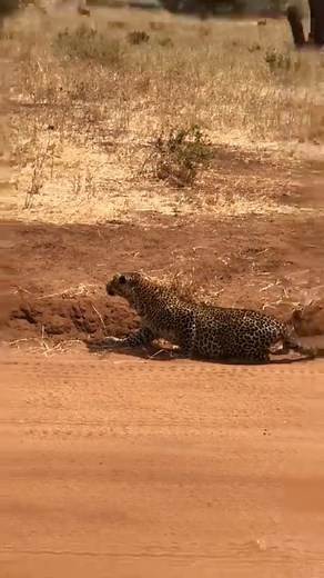 35K views · 239 reactions | Witness the sheer stealth and glistening...